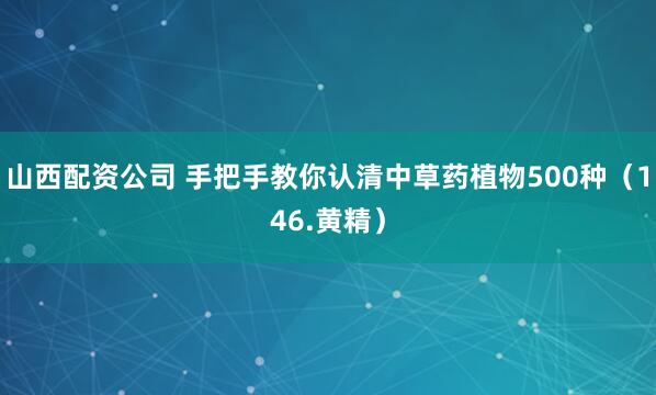 山西配资公司 手把手教你认清中草药植物500种（146.黄精）